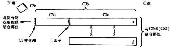 C3分子的结构(模式图)
