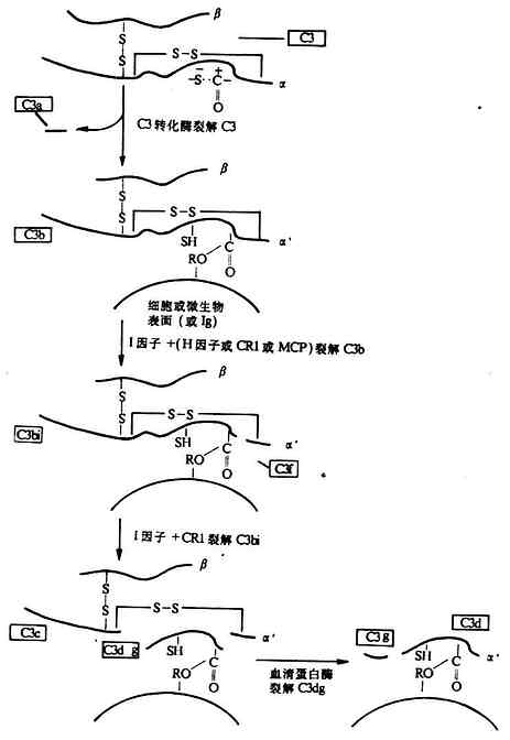 C3各种裂解片段的产生(图解)