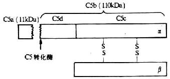 C5分子的结构(模式图)