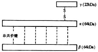 C8分子的结构(模式图)