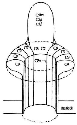 膜攻击复合体(MAC)的结构(模式图)