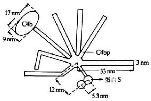 C4bp的结构(模式图)