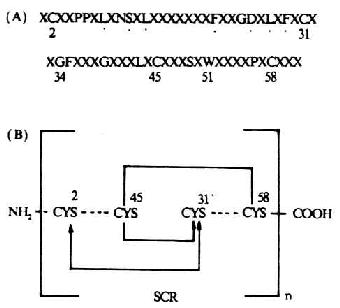 SCR的结构(模式图)