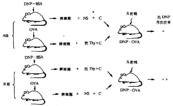 半抗原、载体反应淋巴细胞的鉴定(Raff等)