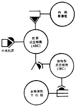 免疫网络学说(Jerne)