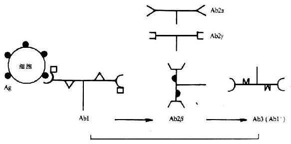 模拟肿瘤相关抗原的Ab2β诱导出Ab3(Ab1`)
