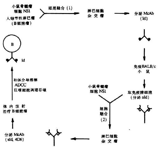 抗Id(4D6)治B细胞瘤示意图
