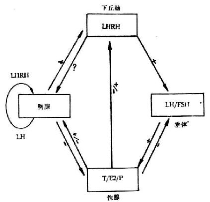 HPG与胸腺的联系