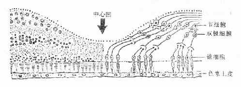 黄斑中心凹高倍图(左半)和神经元联系示意图(右半)