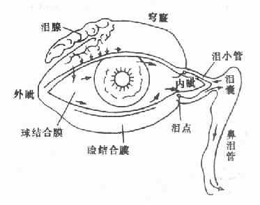 眼结膜囊及泪器,箭头示泪液之分泌及其排泄
