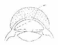 直接房角镜(折射式)