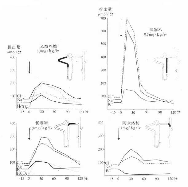 比较三类(四个药)重要利尿药的作用部位(在肾单位用黑色标记)、作用强度、作用持续时间以及不同电解质自尿中的排出量