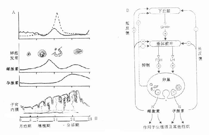女性激素的分泌(A)与调节(B)示意图