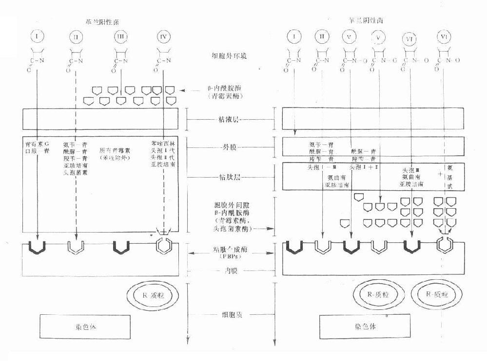革兰阳性与阴性菌的结构及β内酰胺类药的穿透情况及其对β-内酰胺酶与胞壁合成酶(PBPs)的关系示意图