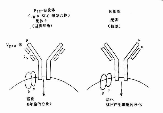 pre-B受体(μ-SLC)与B细胞抗原受体机能