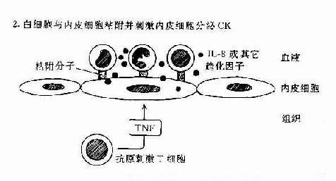 TH反应中动员白细胞的机制:T细胞和内皮细胞所起的作用。