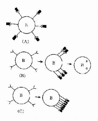 B细胞表面抗原受体的封闭