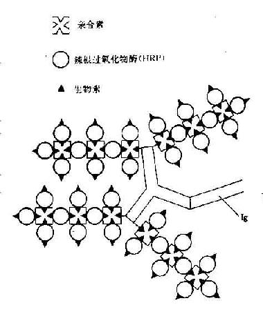生物素-酶标亲合素系统反应示意图