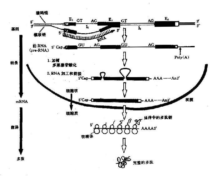 真核生物结构基因表达(DNA→RNA→蛋白质)流程图