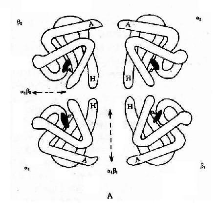 血红蛋白结构示意图 血红蛋白四聚(四级结构)