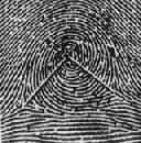 各种指纹类型及嵴纹计数计数沿着中心点到三叉的直线