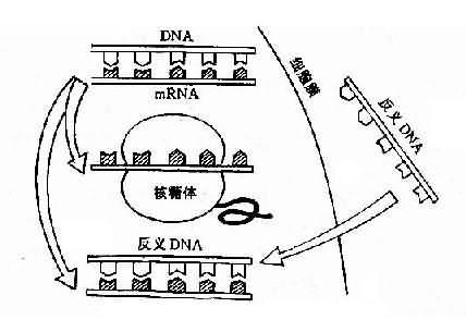 反义DNA示意图