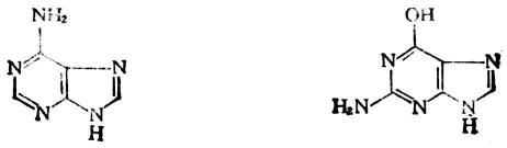 腺嘌呤(A) 鸟嘌呤(G)
