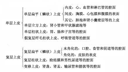 ������Ƥ�����ͺ���Ҫ�ֲ� 