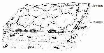  �����ƽ��Ƥģʽͼ