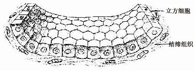 ����������Ƥģʽͼ 