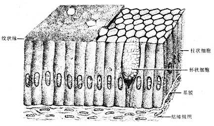 ������״��Ƥģʽͼ 