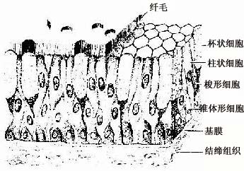  �ٸ�����ë��״��Ƥģʽͼ