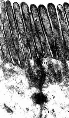 С��С����Ƥϸ���羵�� 