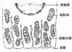 ��Ƥϸ����������Ĥ����