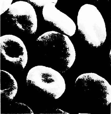  �˺�ϸ��ɨ��羵��