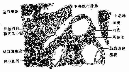  �������֯�ṹģʽͼ