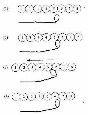 骨骼肌纤维收缩的分子结构图解