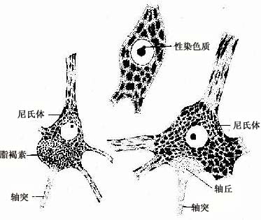  ��Ԫ����⾵�ṹ��ʾ������