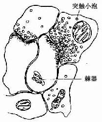 ��ͻ��������ģʽͼ 