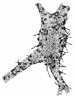 �����˶���Ԫ��Ⱦ��ʾͻ���۽� 