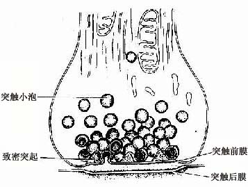 ��ѧͻ����΢�ṹģʽͼ 