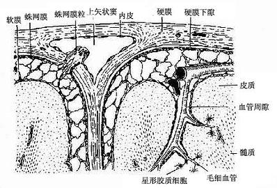 大脑冠状切面,示脑膜和血管