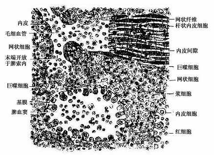 脾索与脾血窦模式图