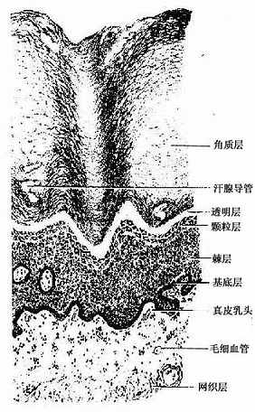 足底皮肤(高倍)
