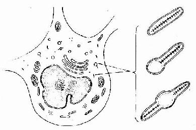 郎格汉斯细胞超微结构模式图