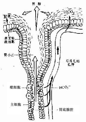 胃粘液-碳酸氢盐屏障示意图