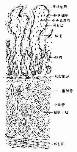 十二指肠(横切)