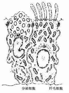 ĩϸ֧Ƥϸ΢ṹģʽͼ 