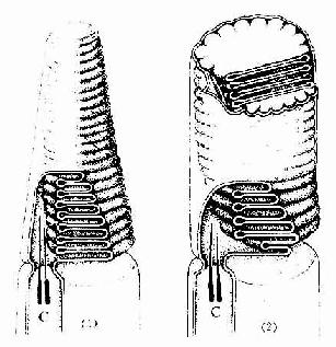 视细胞外节超微结构模式图