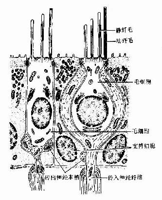 位觉感受器超微结构模式图